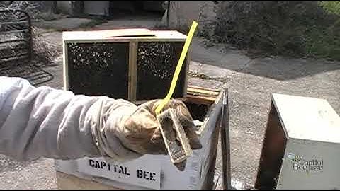At the Hive - Installing Package Bees in Langstroth Hives