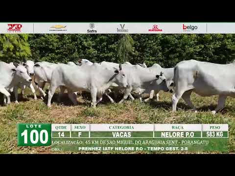 Lote 100