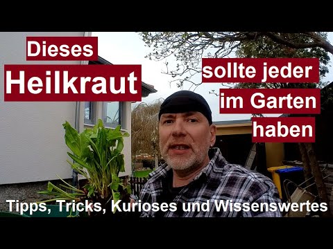 Video: Sauerampfer - Ernte Für Den Winter