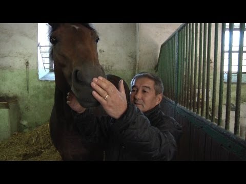 Video: Czechoslovakian Small Riding Horse Horse Breed Hypoallergenic, Kalusugan At Life Span