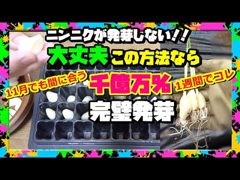 ニンニクの栽培方法】11月,12月.まだ間に合う!!二回り大きく育ち