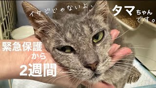 [緊急保護]から約2週間、ガリガリの疥癬子猫タマちゃん、食欲不振と原因不明の下痢が治らず病院へ。血液検査、エイズ白血病の結果は…