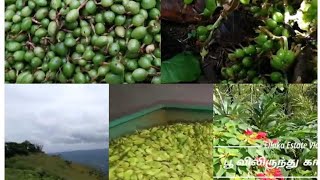 Ellaka Estate in kerala/Cardamom Dryers/ பூ விலிருந்து காய் வரை/Cardamom Estate and Process