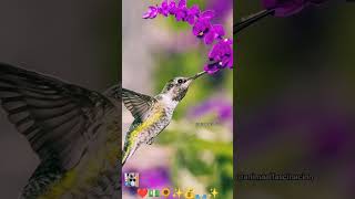 el colibrí de la abundancia tiene un mensaje para ti ✨❤️💰#shorts