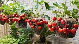 The Secret To Growing Strawberries In Plastic Bottles