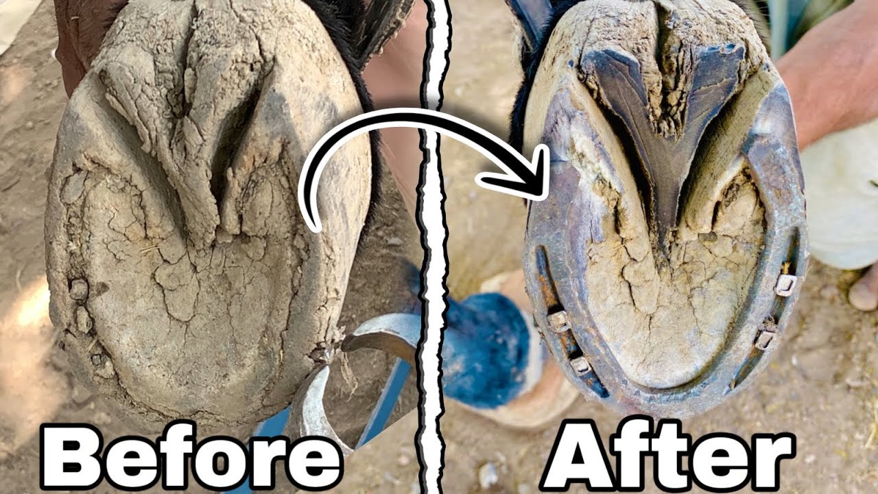 Horse Hoof Restoration Hoof Compilation Hoof Trimming Satisfying