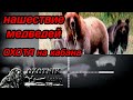 Ещё 3 ночи в засаде на кабана. Выход медведей! 3 nights in an ambush for a boar