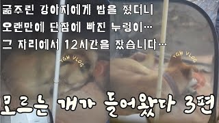 [긴급] 3편 - 주인을 찾지 못한 강아지… 집 앞에서 오랜만에 깊은 잠에 빠져버렸습니다