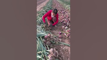 Harvesting red onions in the field #farming