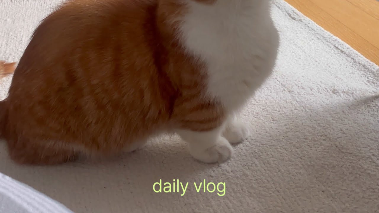 고양이 집사의 일상 브이로그 | 집에서 요리해서 먹고 고양이 놀아주고 고양이 바라보는(?) 브이로그 🐈🤍
