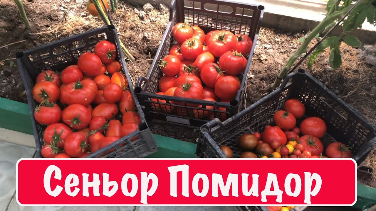 Сеньор Помидор - YouTube