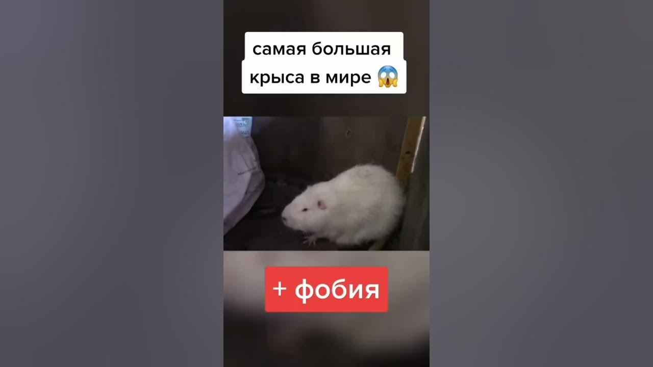 Самая огромная крыса в мире - YouTube