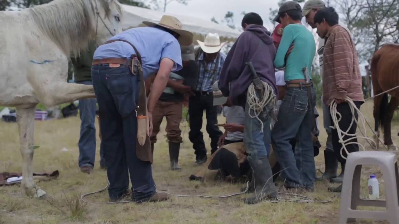 FullBucket Mini Documentary (Working Equids of the World)