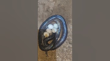 Tổ trứng rắn hổ hành #rắnhổhành #rắnhổmang #snake #cobra #ularbesar #rắn #kingkobra