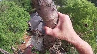 DEADLY Dead Pines. Climbing and Rigging.