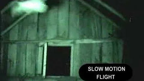 Slow motion flight footage of Townsend's big-eared bats
