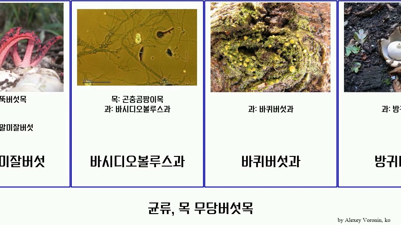 균류, 목 무당버섯목 fungus 콩나물고무버섯과 귀신그물버섯속 떡병균 Shel 모르티에렐라목 아트락티엘라목 나팔버섯목 Miscellaneous 모르티에렐라과 Shoshanim