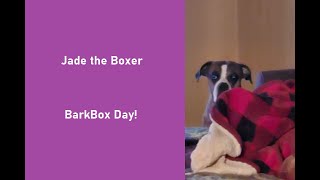 Jade the Boxer | March BarkBox