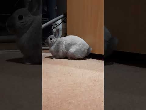 кролик стучит лапой