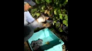 Opus One 2010 Harvest