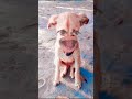 अभी किसने किया #comedy animal 😂😂😂😂😂