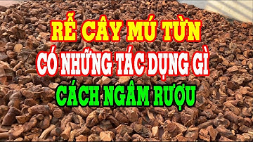 Rễ cây mú từn - Rễ mú từn có tác dụng gì - Rễ mú từn ngâm rượu - Rễ mú từn mua ở đâu