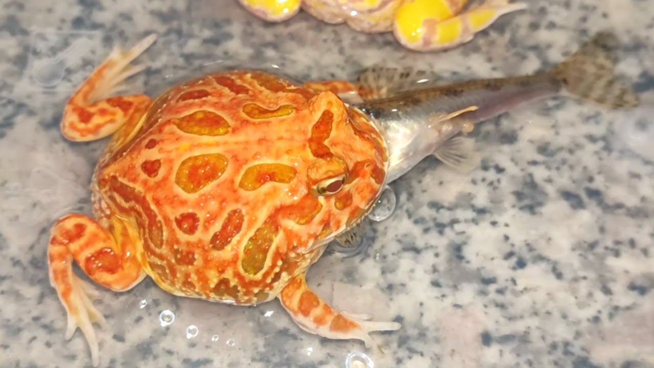 live feeding three horned frogs eat small fish YouTube