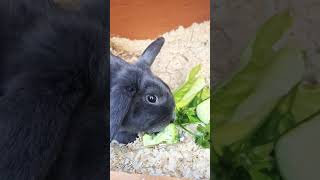 rabbits 🐇 #shorts #short #youtubeshorts #food #animals #love #rescue #happy #happiness #rabbit