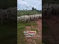 Cuando El Ganado Hace Tráfico En El Corral 😂🐂