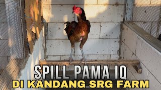LATEST UPDATE ON PAMA IQ CHICKENS