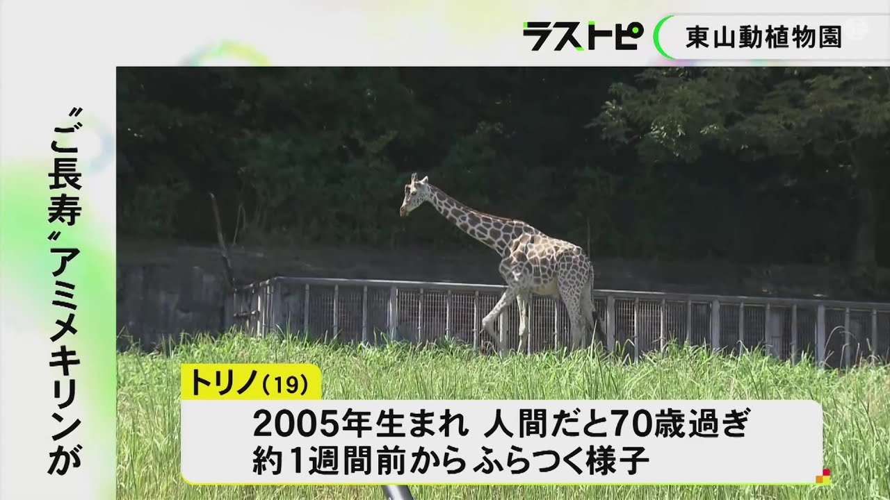 転倒して水堀に落ちる…名古屋・東山動植物園の“ご長寿キリン”が死ぬ 1週間ほど前からふらつく様子を確認