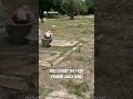Vandalized historic cemetery #substack #shorts