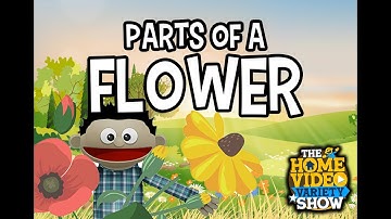 (NEW) CC Cycle 1 Week 11 Science: Parts Of A Flower