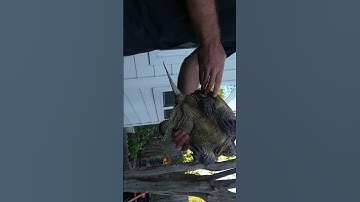 holding common snapping turtle properly part 2