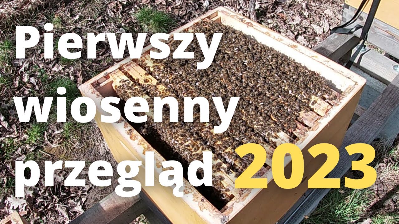 #116 Pierwszy przegląd wiosenny 19.03.2023 - mega ruch pyłkowy :)