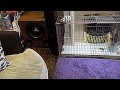 15 jl audio w0v2 subwoofer  bass i love you  shaking the house 