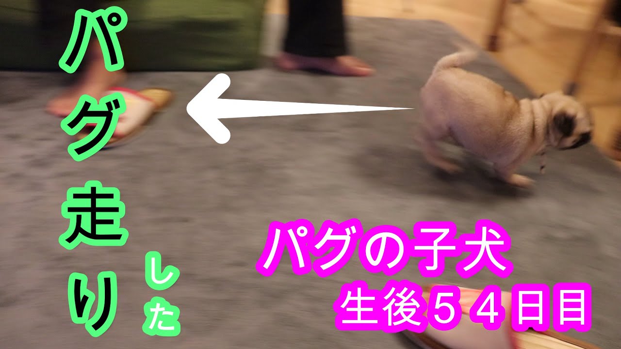 生後54日目のパグ走り！！ - YouTube