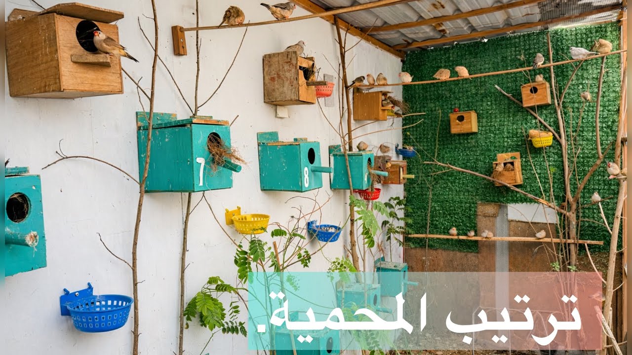 عزل افراخ الفناجز  وتقديم مكملات للطيور