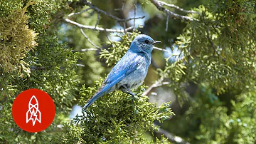 Where can I see Bluebirds in Idaho?
