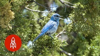 The Birdman of Idaho Has Built Homes for Over 40,000 Bluebirds