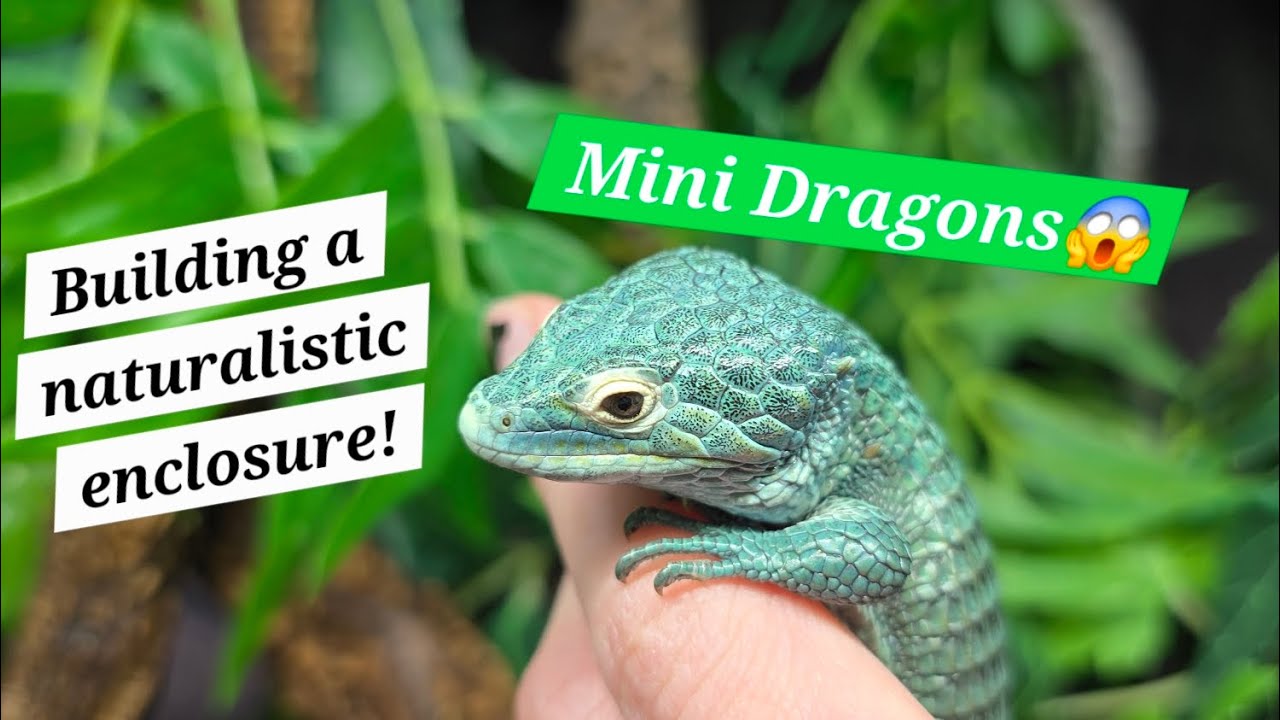How To Build A Naturalistic Abronia Enclosure! | How To Setup an Abronia Vivarium!