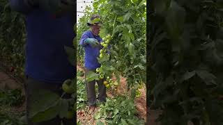 Pruning leaves 🍃 #tomato #farming #garden