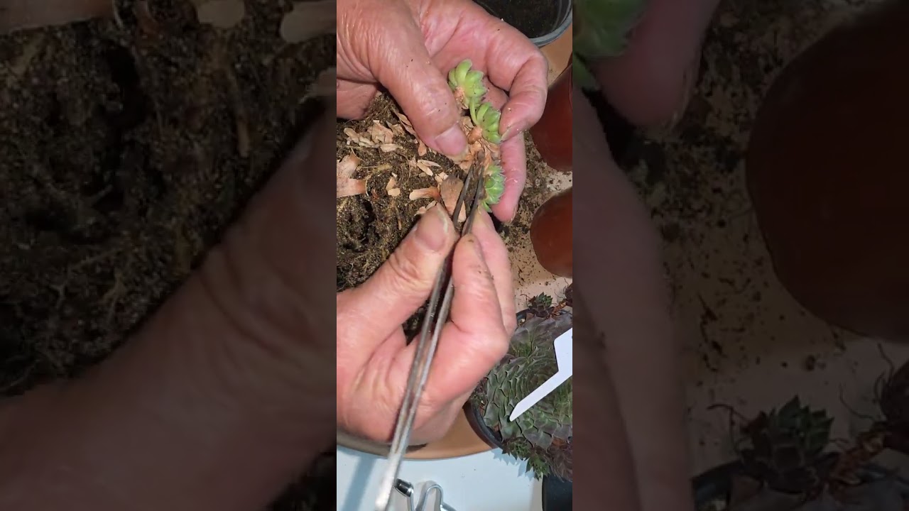 바위솔 하옆두고 심으면 안되나요?