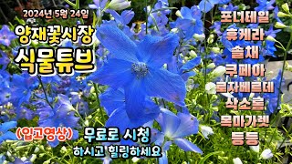 양재꽃시장 식물튜브 2024년 5월 24일  입고영상 시청 하시면서 눈호강과 힐링타임 되세요~~~  #양재꽃시장 #식물튜브 #월동 #관엽 #식물아빠