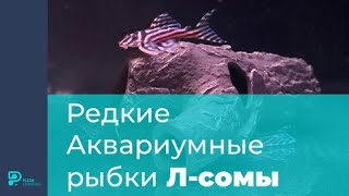 Редкие Аквариумные рыбки Л-сомы