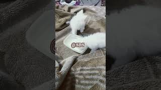 Baby Cats Drinking Milk 🐈🥛 | Cutest Feeding Time#viralvideo #tranding #youtubeshorts #kitten