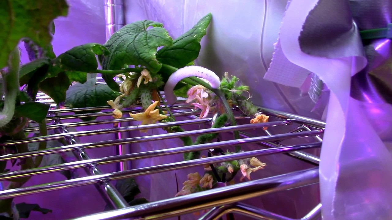 Day 2 PLC CXP-250 LED; Indoor Hydroponic Garden,No-Spill Revolution;It's Alive!