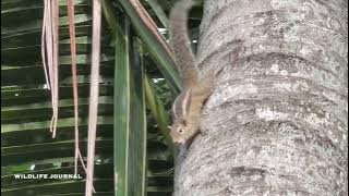 Sri Lankan Palm Squirrel Calling | Squirrel Sounds| squirrel's calling |squirrel's voice |ලේනා🇱🇰