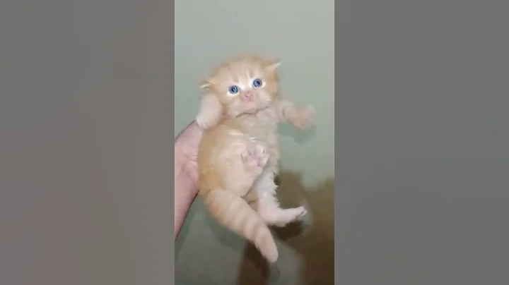 Watch the video about Persian Punch Face Male Kitten For sale in gujranwala 🐈😺😸 #shorts #pets #catlover