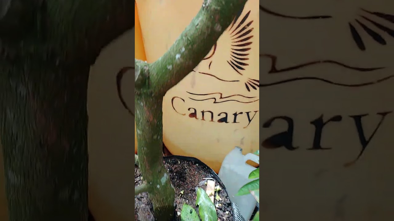 Tabulampot jambu madu deli